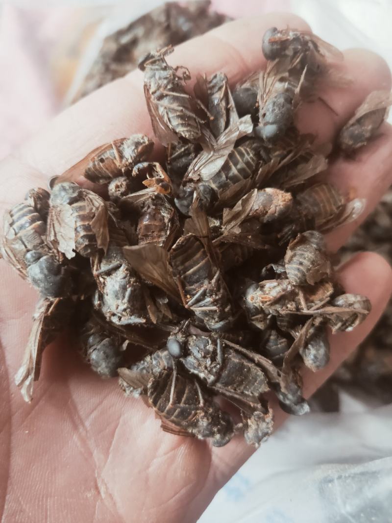 牤虫内蒙古选货统货都有质量可靠欢迎下单