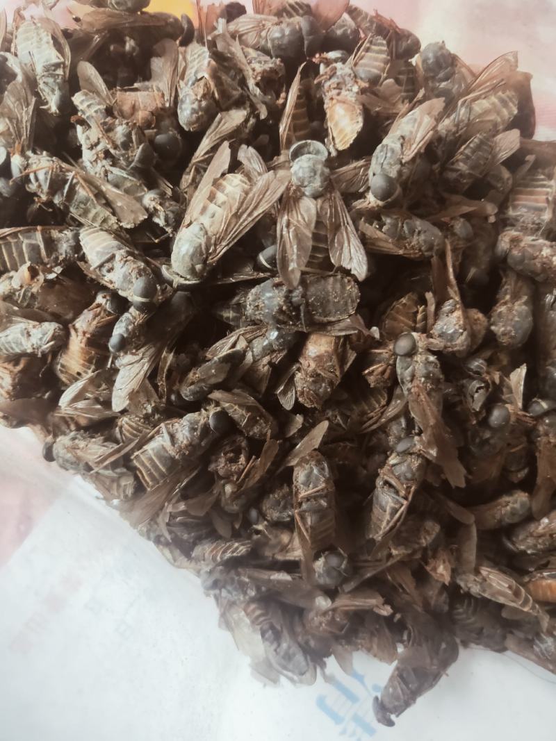 牤虫内蒙古选货统货都有质量可靠欢迎下单