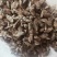 牤虫内蒙古选货统货都有质量可靠欢迎下单