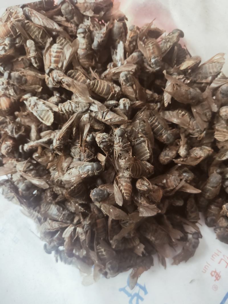 牤虫内蒙古选货统货都有质量可靠欢迎下单