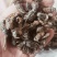 牤虫内蒙古选货统货都有质量可靠欢迎下单