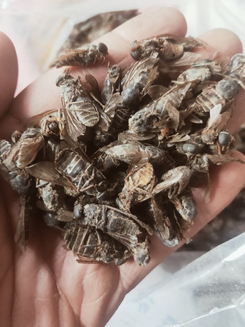 牤虫内蒙古选货统货都有质量可靠欢迎下单