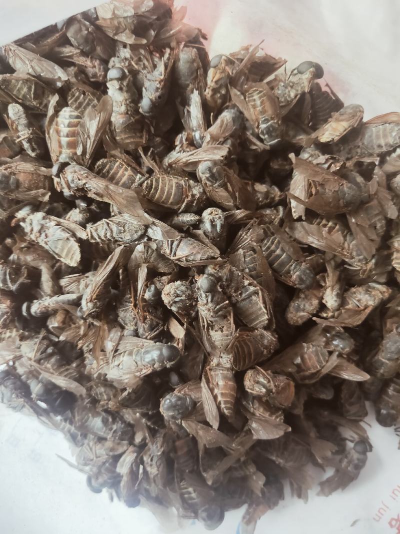 牤虫内蒙古选货统货都有质量可靠欢迎下单