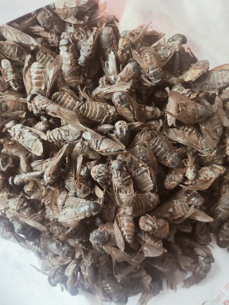 牤虫内蒙古选货统货都有质量可靠欢迎下单