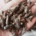 牤虫内蒙古选货统货都有质量可靠欢迎下单