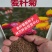 麦秆菊种子腊菊干花菊花籽室内外阳台景观绿化盆栽切花观花种