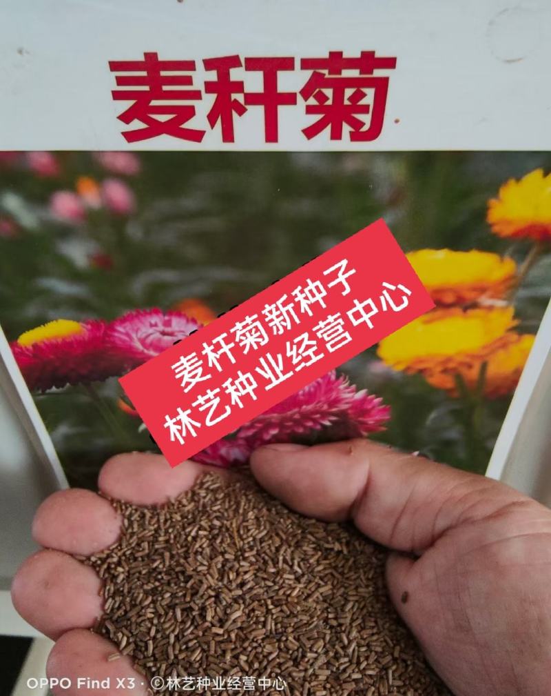 麦秆菊种子腊菊干花菊花籽室内外阳台景观绿化盆栽切花观花种