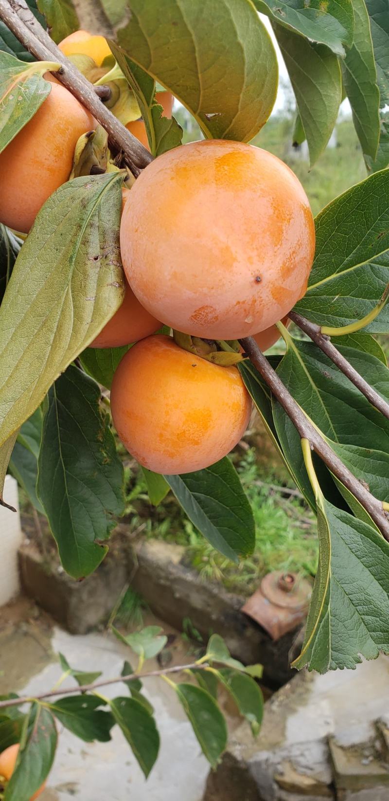 【七月黄，火葫芦】大量供应，山西万荣火葫芦脆柿