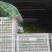 山东枣庄大棚新鲜辣椒上市中芜湖椒罗丝椒线椒邹皮欢迎前来彩