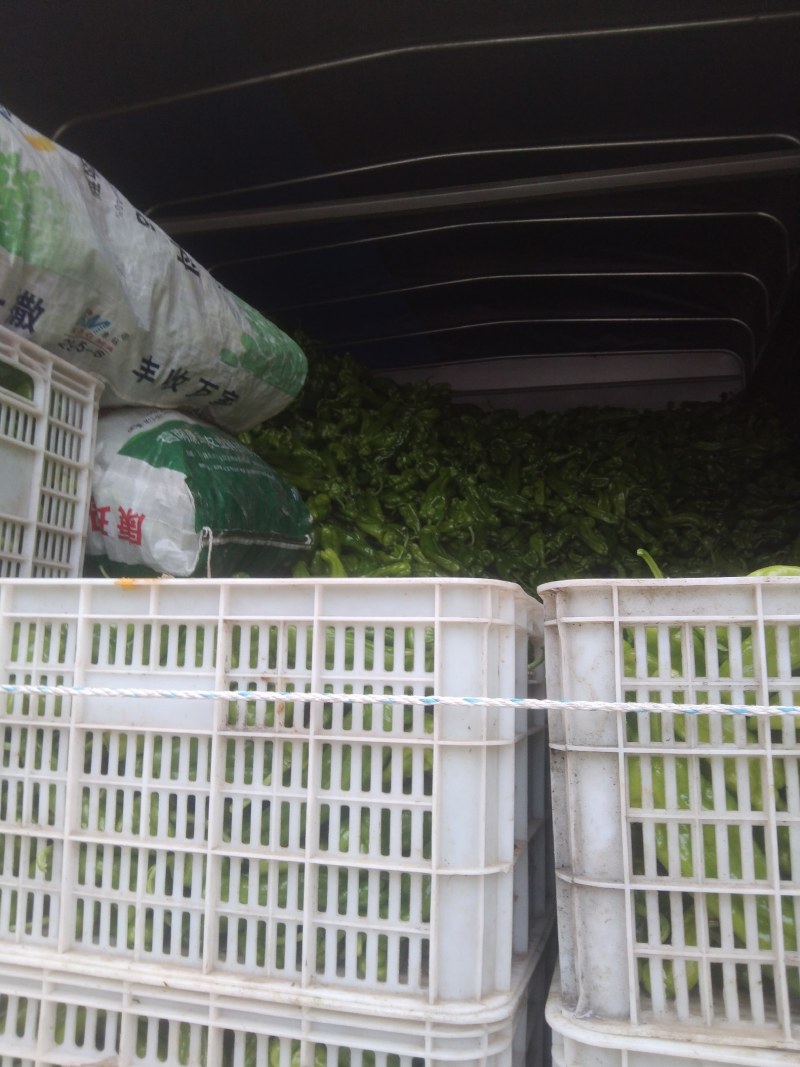 山东枣庄大棚新鲜辣椒上市中芜湖椒罗丝椒线椒邹皮欢迎前来彩