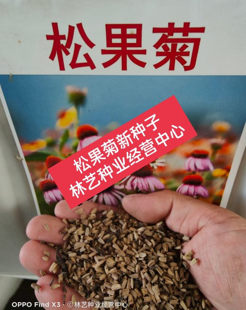 松果菊种子紫锥花紫锥菊紫松果菊种籽多年生宿根花卉花海植物