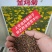 大花金鸡菊种子四季开花易种籽子景观花种子量大优惠