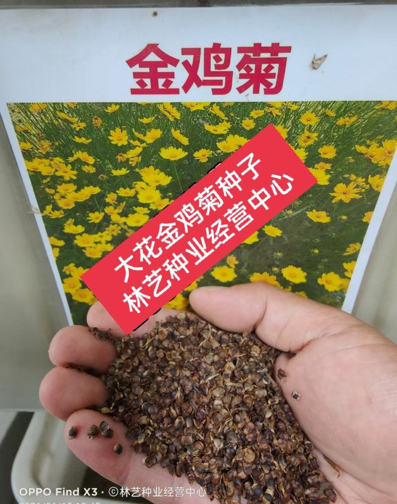 大花金鸡菊种子四季开花易种籽子景观花种子量大优惠