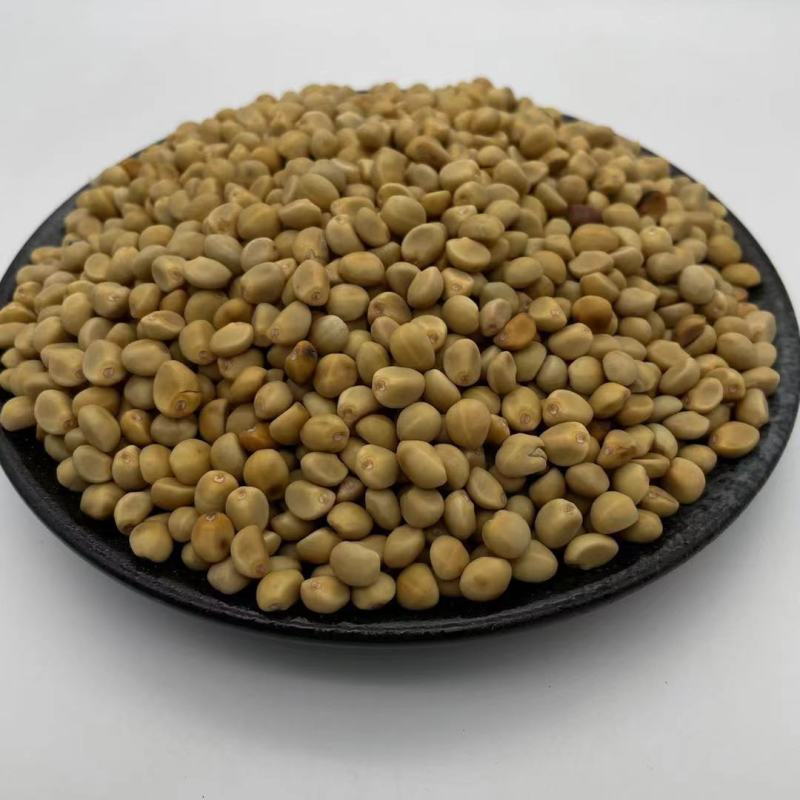 花卉种子观花植物金纽扣种子桂圆菊种子花园种植