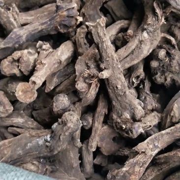 大量木香中药材