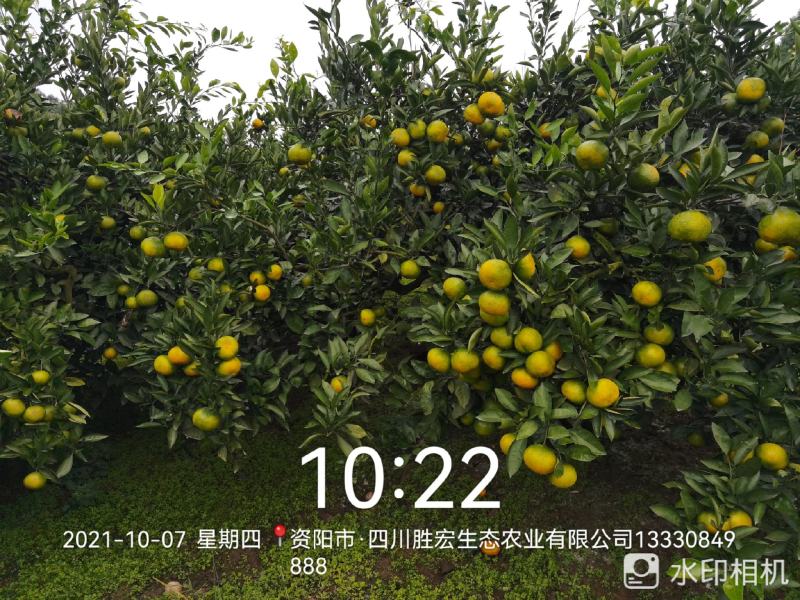 四川早熟蜜橘大量上市产地直销酸甜可口支持一件代发
