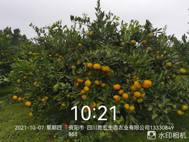 四川早熟蜜橘大量上市产地直销酸甜可口支持一件代发
