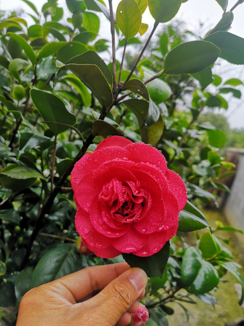 【自产自销】茶花苗茶花树苗山茶花苗绿化盆栽茶花【包邮】