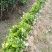【自产自销】茶花苗茶花树苗山茶花苗绿化盆栽茶花【包邮】