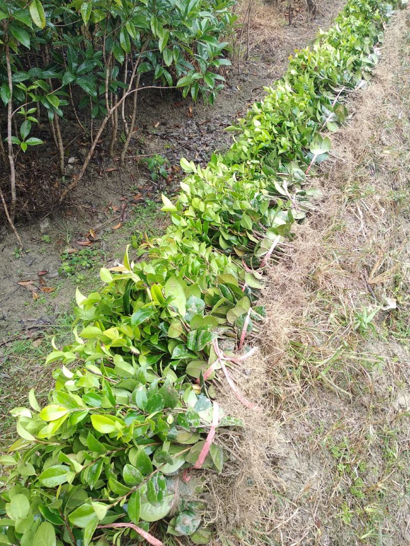 【自产自销】茶花苗茶花树苗山茶花苗绿化盆栽茶花【包邮】