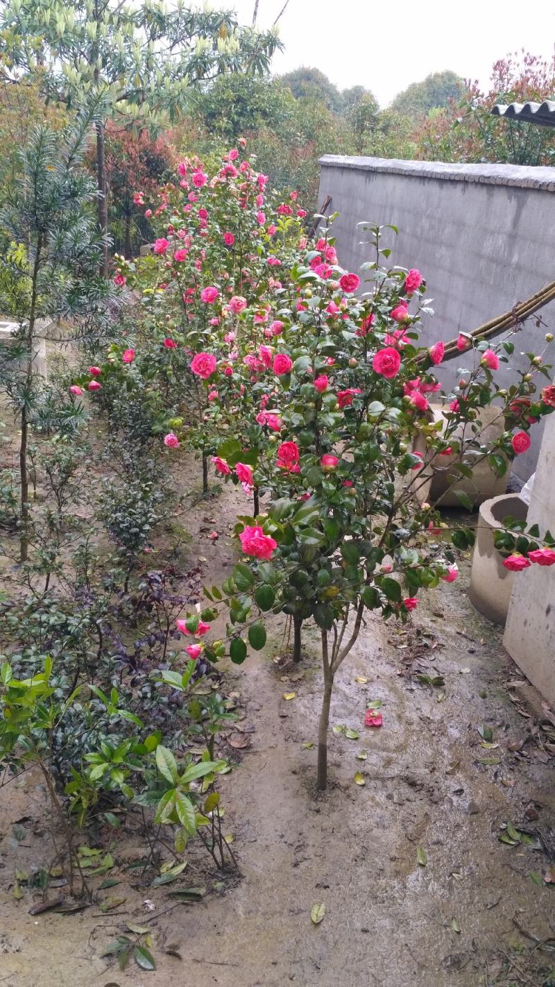 【自产自销】茶花苗茶花树苗山茶花苗绿化盆栽茶花【包邮】