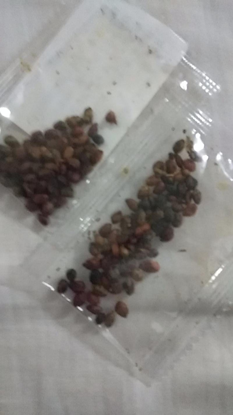 贵州野生藤三七苗，直接可以下单，随时可以下单