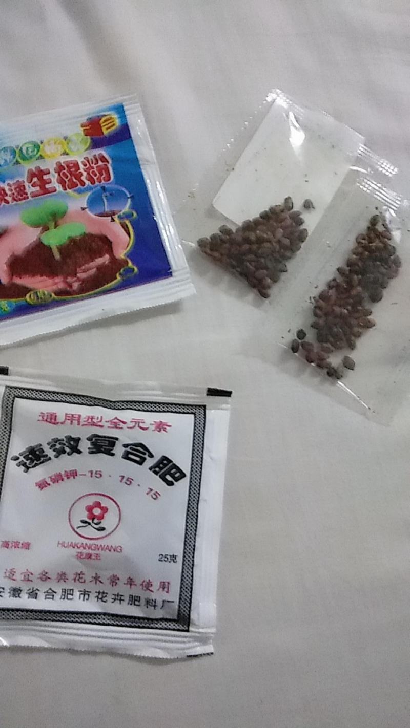 贵州野生藤三七苗，直接可以下单，随时可以下单