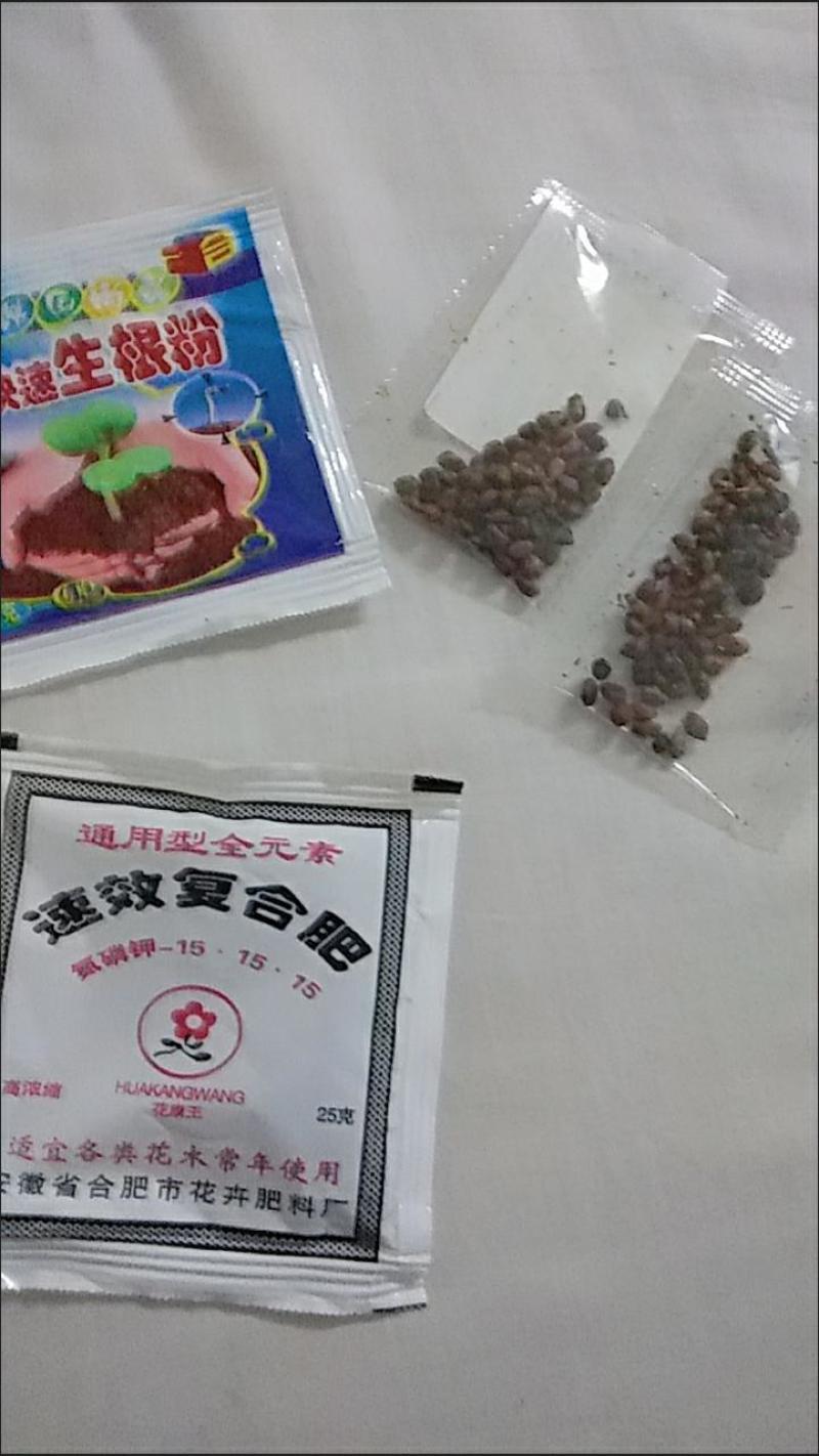 贵州野生藤三七苗，直接可以下单，随时可以下单
