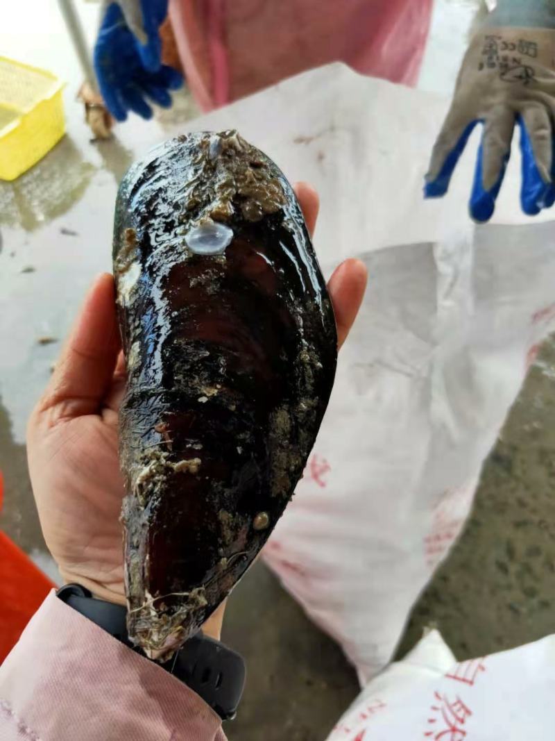 湛江青口贝，翡翠贻贝，海虹，特大青口，社区团购，