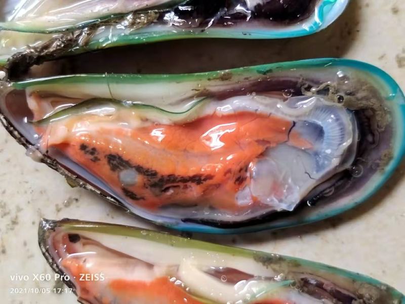 湛江青口贝，翡翠贻贝，海虹，特大青口，社区团购，
