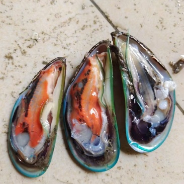 湛江青口贝，翡翠贻贝，海虹，特大青口，社区团购，