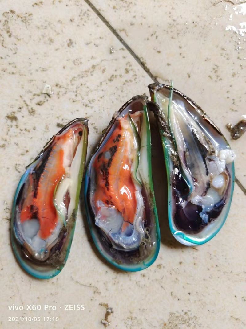 湛江青口贝，翡翠贻贝，海虹，特大青口，社区团购，