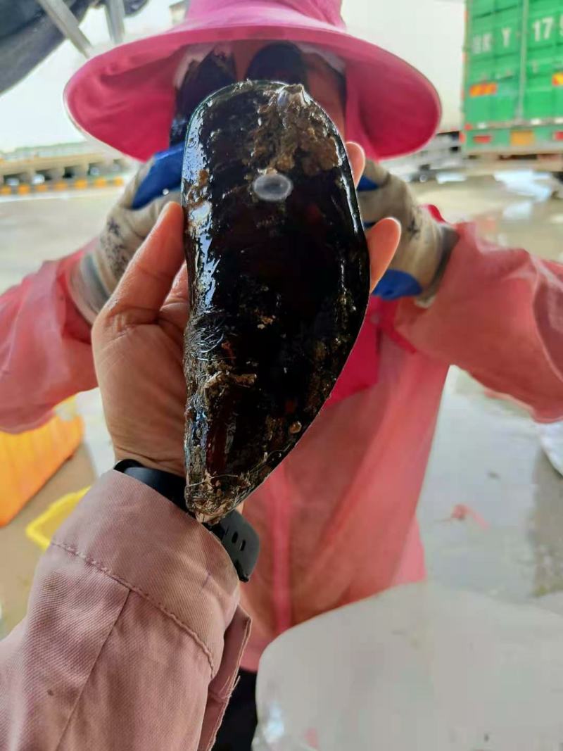 湛江青口贝，翡翠贻贝，海虹，特大青口，社区团购，