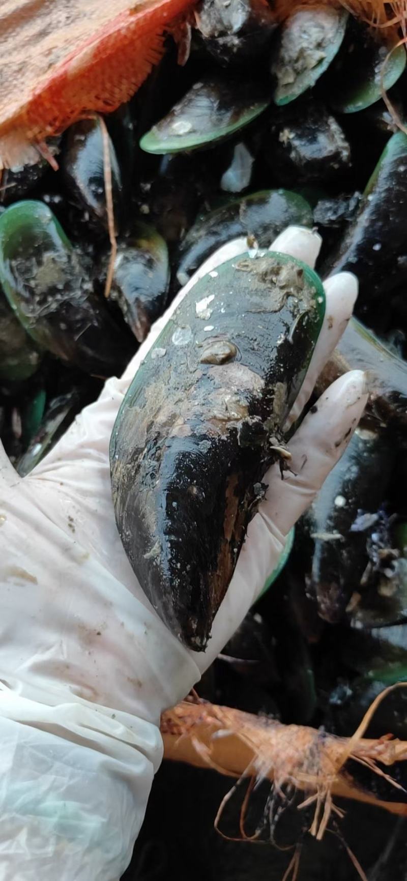 湛江青口贝，翡翠贻贝，海虹，特大青口，社区团购，