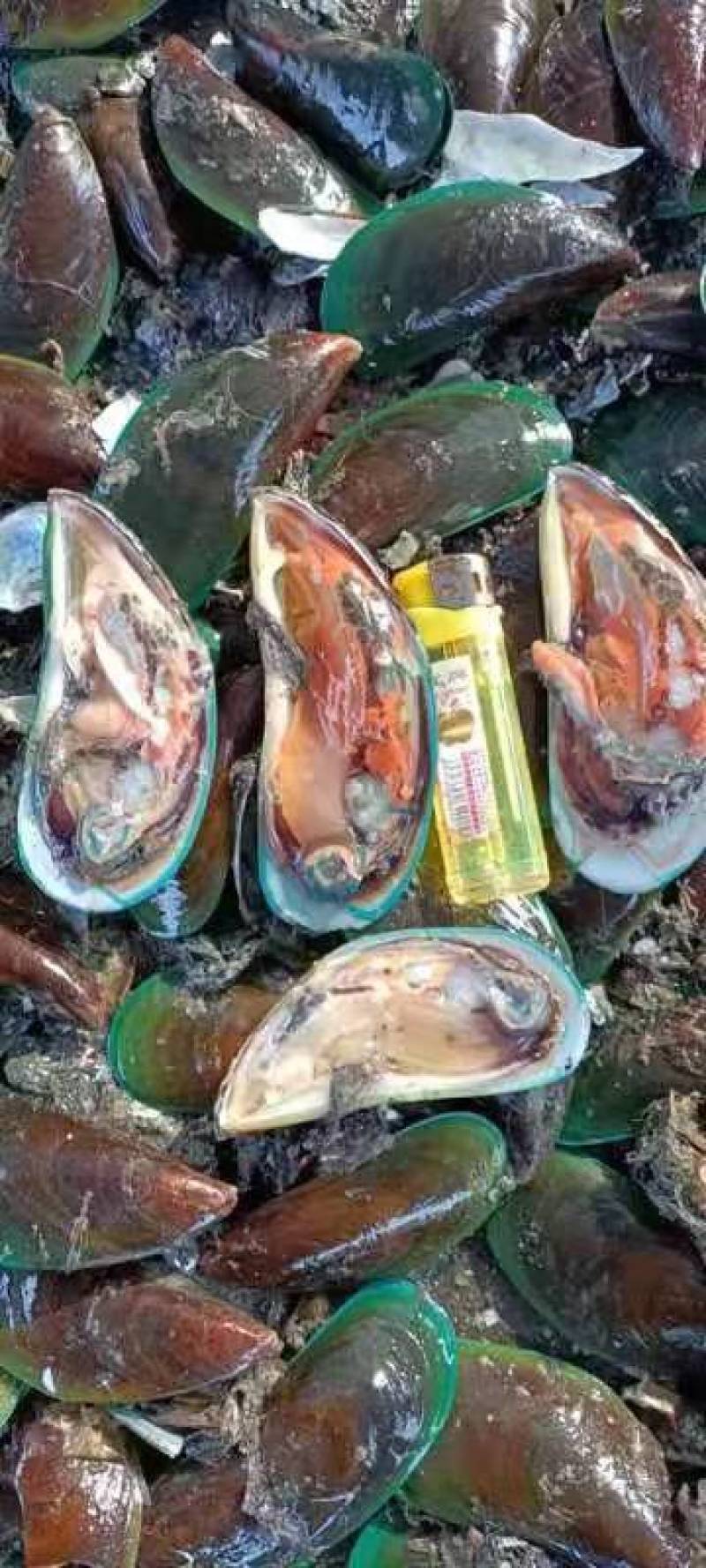 湛江青口贝，翡翠贻贝，海虹，特大青口，社区团购，
