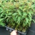 按树苗29