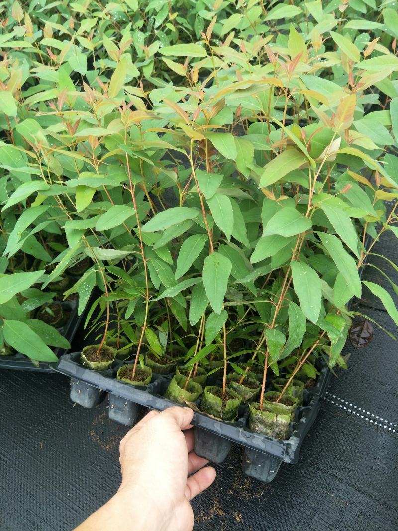 按树苗29