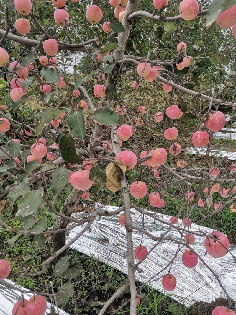 红富士苹果大量上市