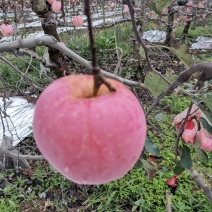 红富士苹果大量上市