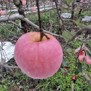 红富士苹果大量上市