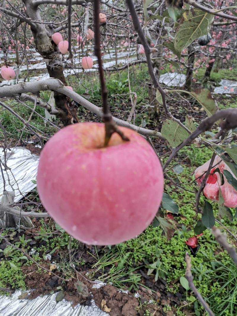 红富士苹果大量上市