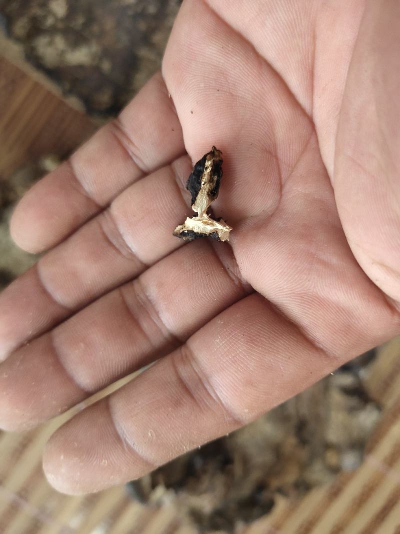 海南尖峰岭大自然灵芝