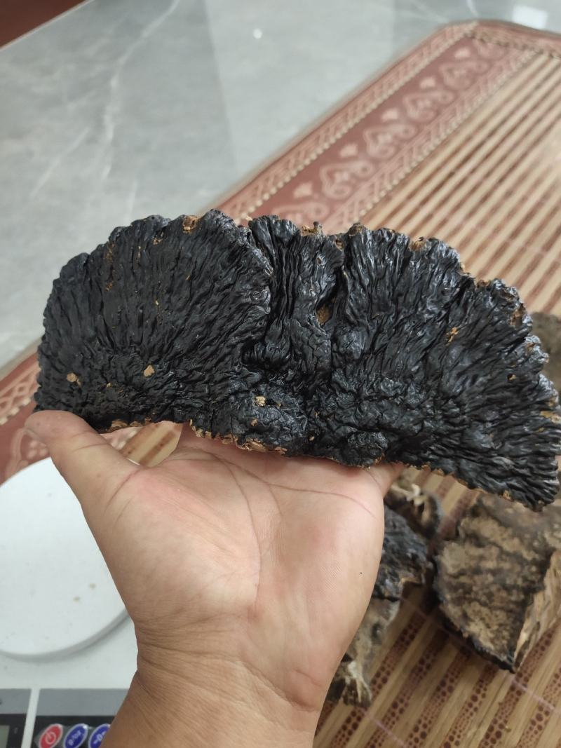 海南尖峰岭大自然灵芝