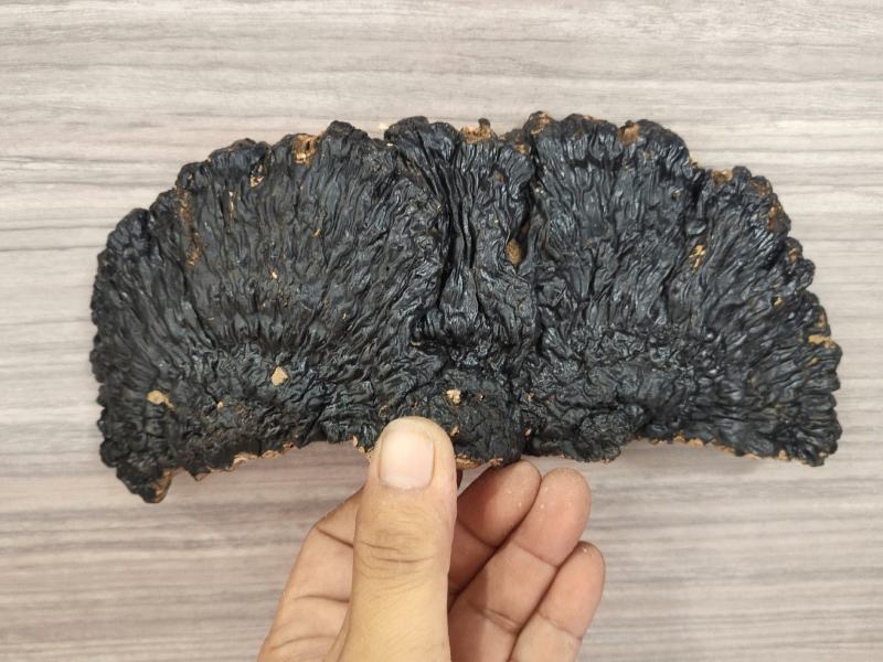 海南尖峰岭大自然灵芝