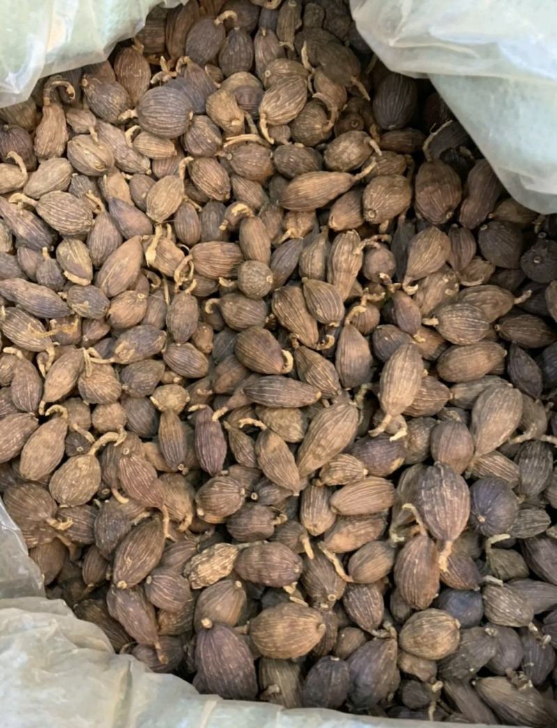 云南文山麻栗坡（英雄老山）草果