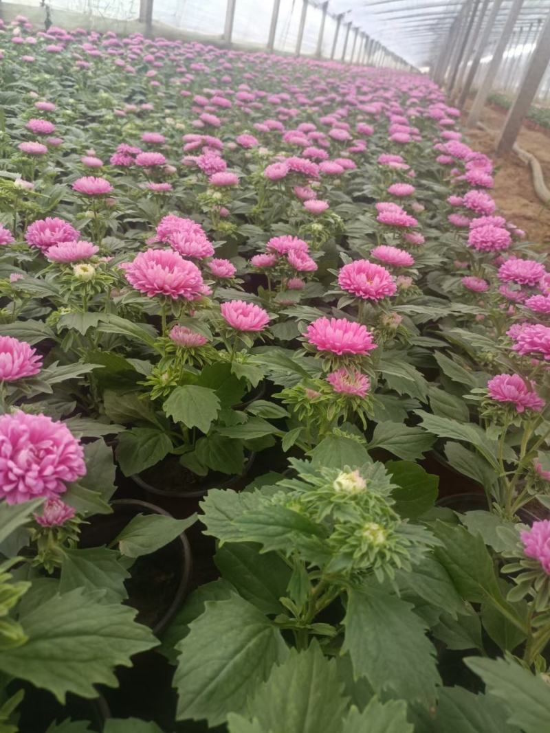 翠菊格桑花青州翠菊颜色全规格全基地现货欢迎咨询