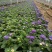 翠菊格桑花青州翠菊颜色全规格全基地现货欢迎咨询