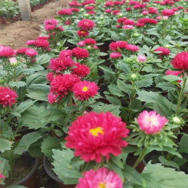 翠菊格桑花青州翠菊颜色全规格全基地现货欢迎咨询