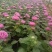 翠菊格桑花青州翠菊颜色全规格全基地现货欢迎咨询