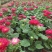 翠菊格桑花青州翠菊颜色全规格全基地现货欢迎咨询
